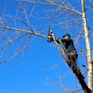 Dessouchage mécanique d'un arbre abattu.

